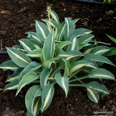 Hosta Little Treasure (8007)